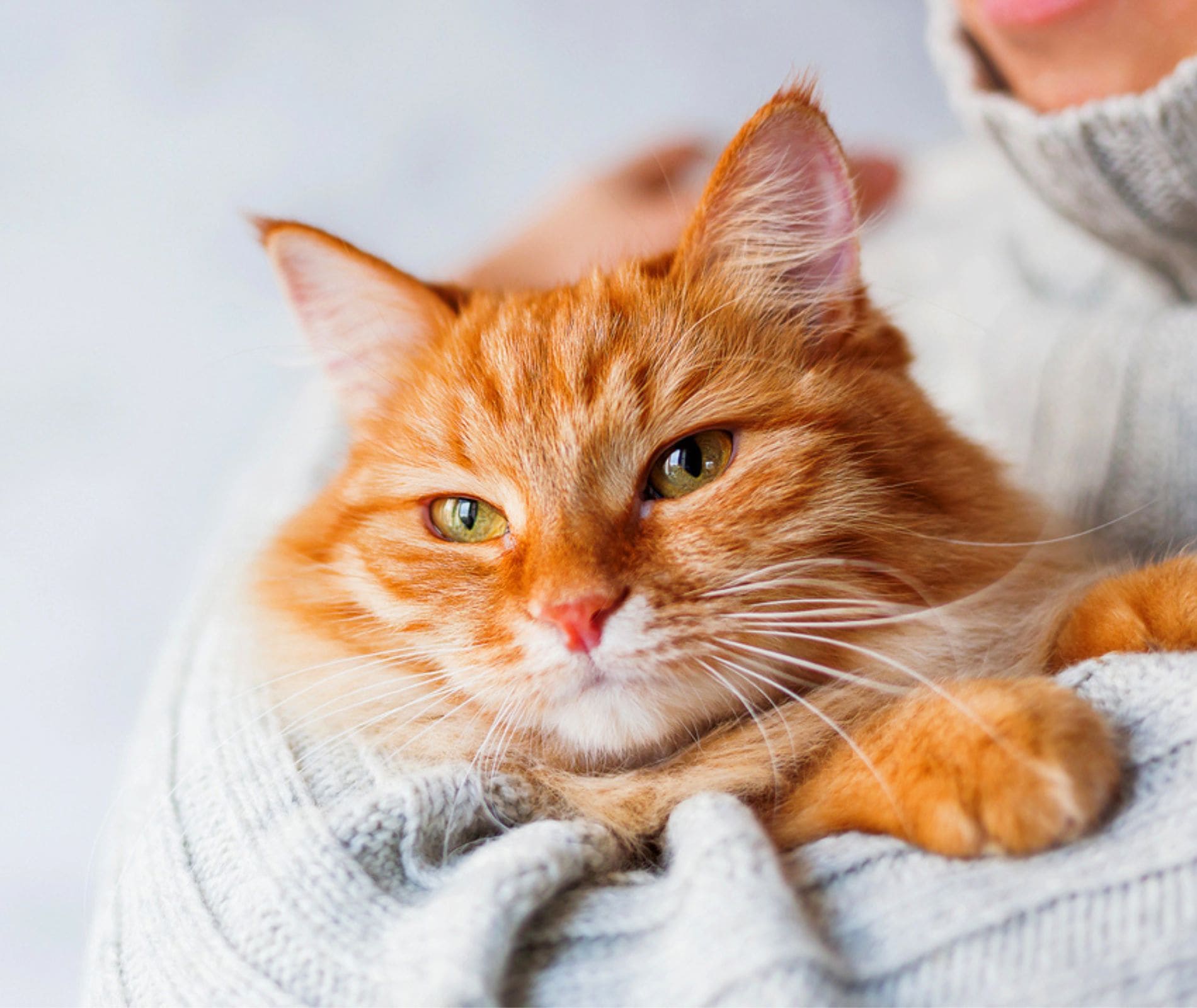 calins et ronrons accessoires bien-être pour chats