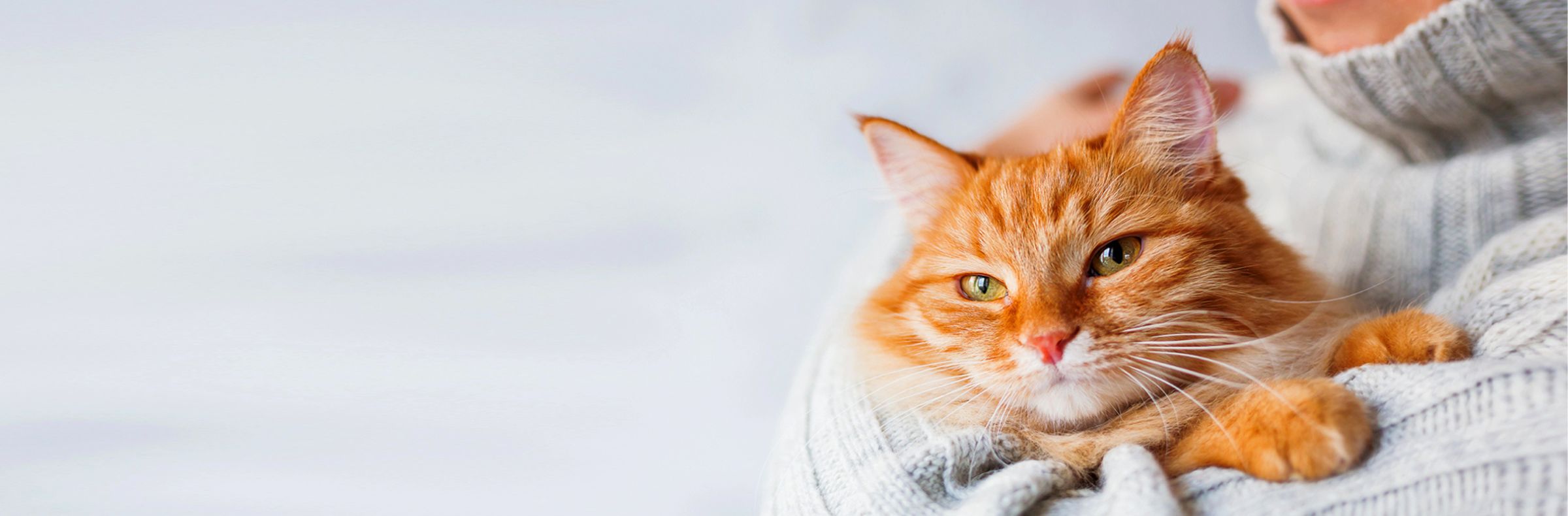 calins et ronrons accessoires bien-être pour chats
