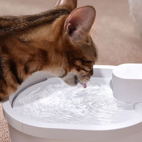 fontaine a eau chat sans fil eau pure