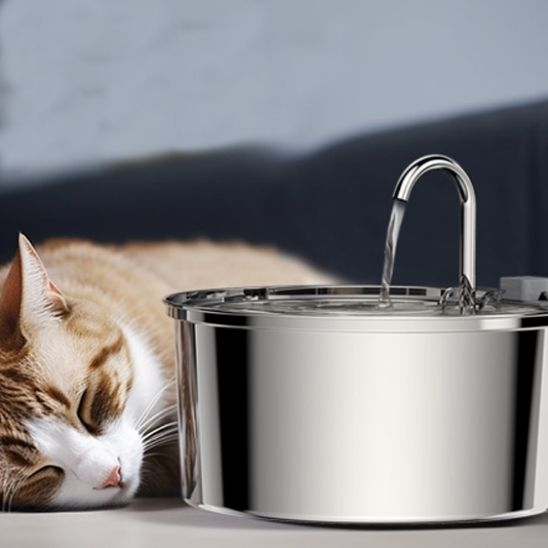 fontaine chat ultra-silencieuse chat dort paisiblement