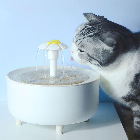 chat boit fontaine eau chat forme fleur hydratante