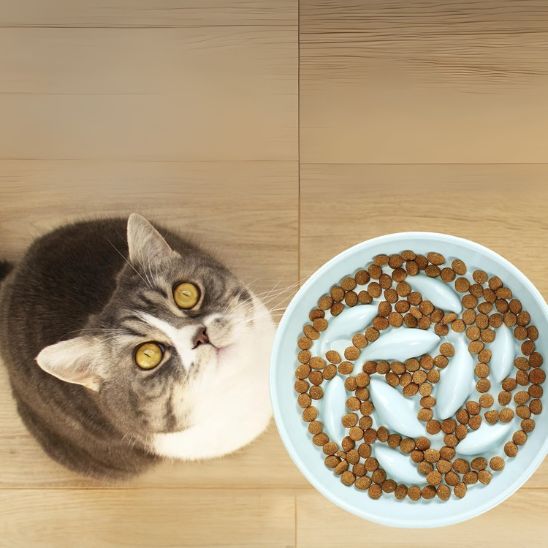 gamelle anti glouton chat céramique bois bambou surélevée