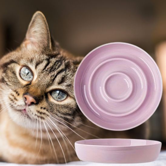 gamelle anti glouton chat alimentation lente céramique violet