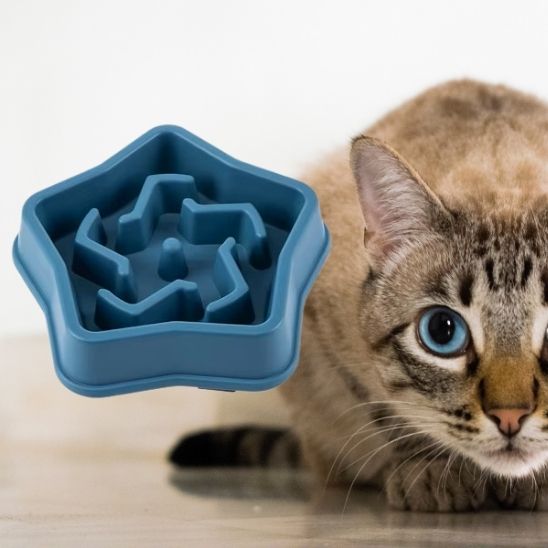 gamelle anti glouton chat étoile bleu
