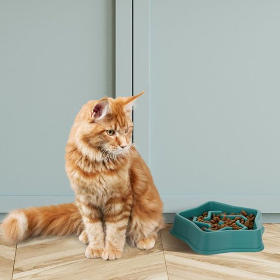 gamelle anti glouton chat étoile vert