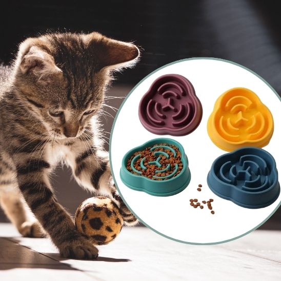 gamelle anti glouton chat chaton labyrinthe plastique couleur