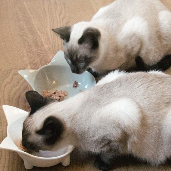 gamelle chat surélevée ergonomique oreilles chat