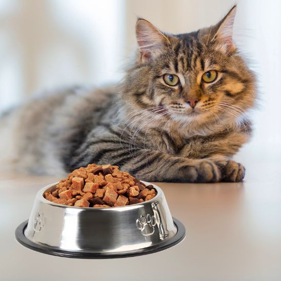 gamelle pour chat acier inoxydable trĂšs petit