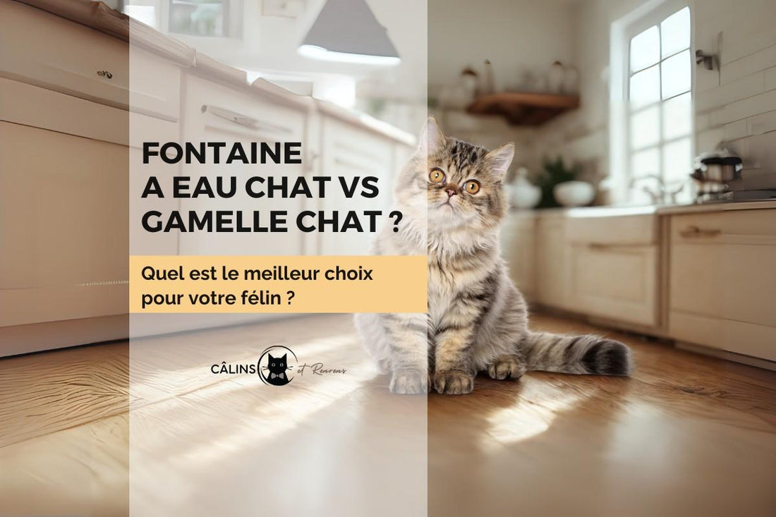 Comparatif entre une fontaine à eau chat et une gamelle d’eau