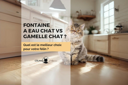 Comparatif entre une fontaine à eau chat et une gamelle d’eau