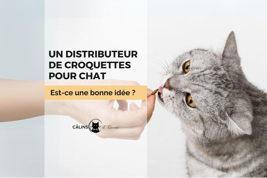 distributeur de croquettes pour chat bonne idée blog