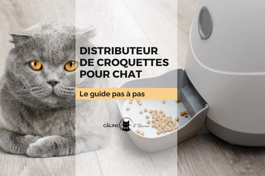Chat gris à côté d’un distributeur de croquettes automatique – guide de fonctionnement