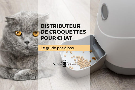 Chat gris à côté d’un distributeur de croquettes automatique – guide de fonctionnement