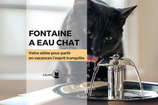 fontaine a eau chat alliée vacances blogs