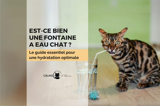 fontaine a eau chat guide hydratation blog
