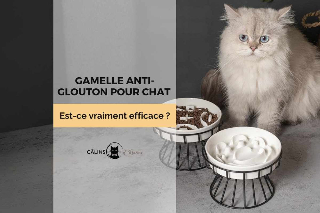 Gamelle anti-glouton pour chat avec reliefs conçue pour ralentir la prise alimentaire et améliorer la digestion