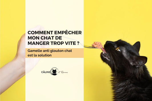 Chat mangeant dans une gamelle anti-glouton pour ralentir son repas et améliorer sa digestion