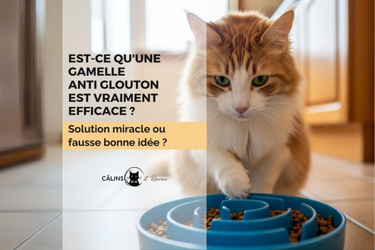 gamelle anti glouton est-ce vraiment efficace blogs