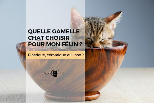 gamelle chat plastique céramique inox blogs