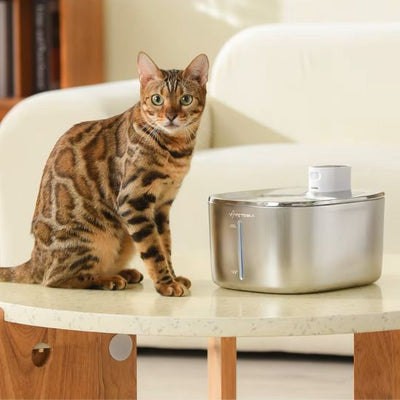 fontaine à eau pour chat inox
