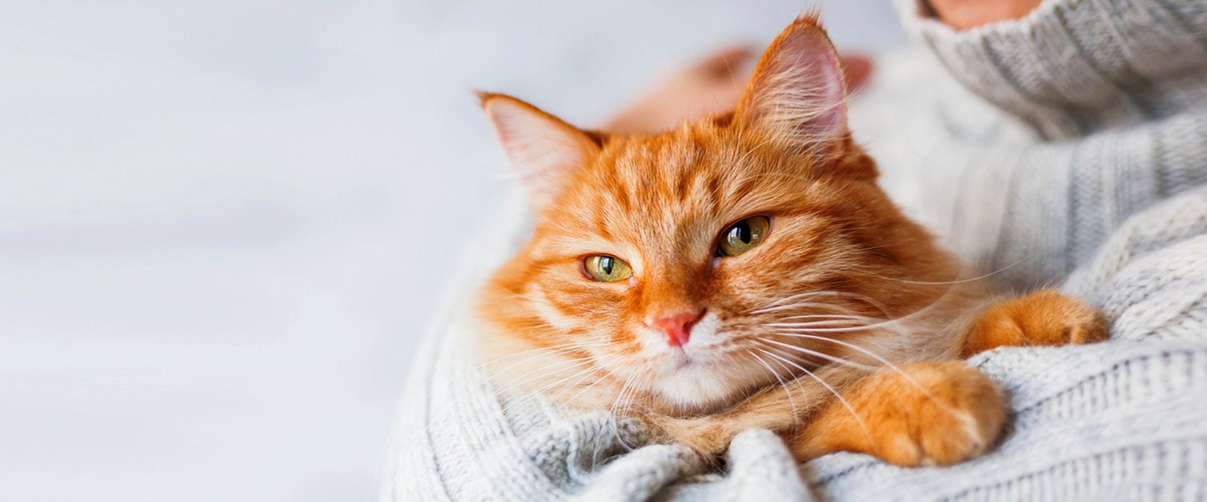 Chat roux allongé – accessoires pour chats et fontaine à eau bien-être