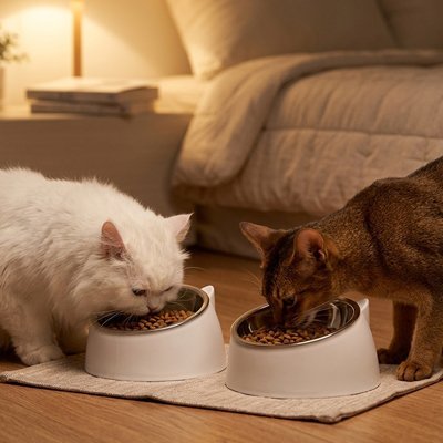 Gamelle chat inclinée ergonomique antidérapante