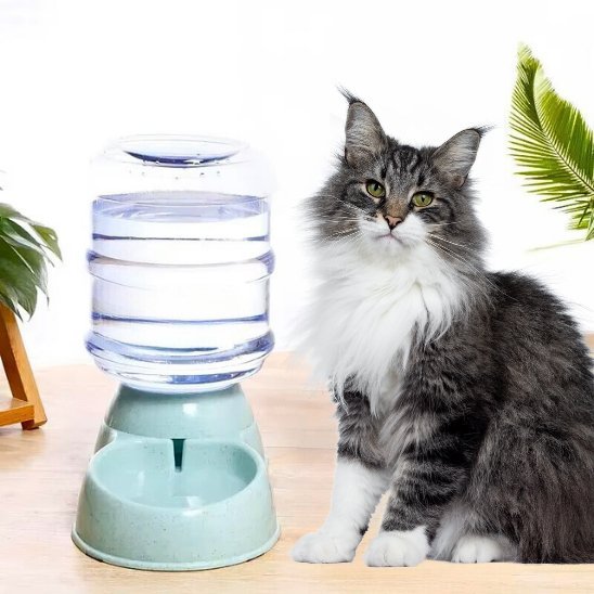distributeur eau chat fonctionnement siphon vert