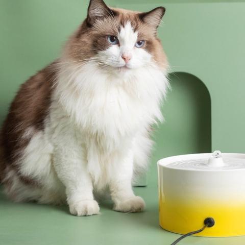 Fontaine a eau pour chat ceramique accès 360° pour plusieurs chats