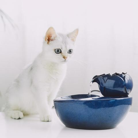Écoulement eau fontaine a eau pour chat ceramique silencieuse Perle d’Eau Féline