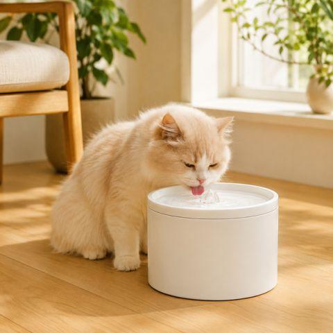Fontaine à eau pour chat céramique hydratation pure