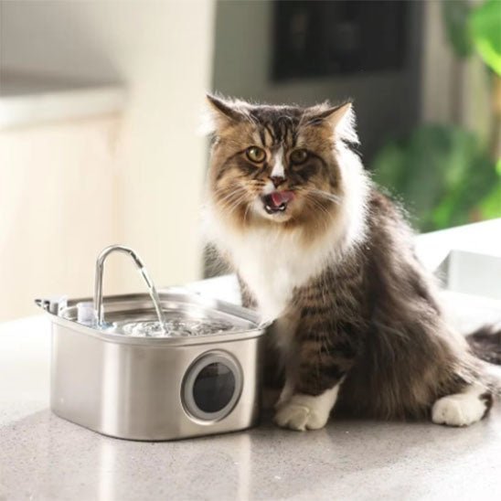 fontaine a eau pour chat acier inoxydable