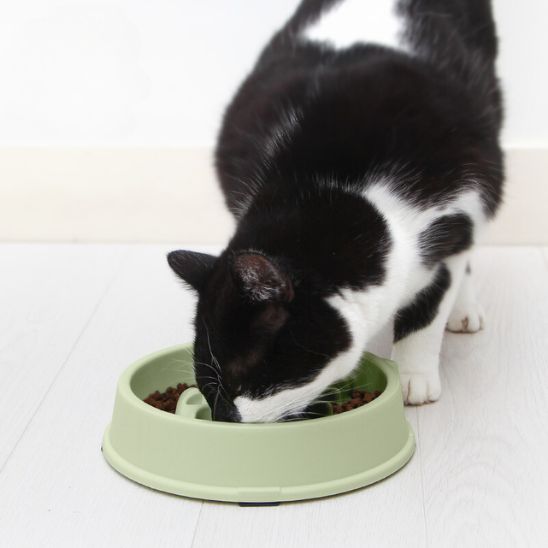 gamelle anti glouton chat forme poisson plastique vert