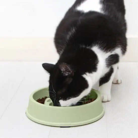 gamelle anti glouton chat forme poisson plastique vert