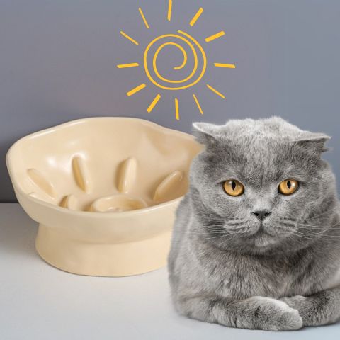gamelle anti-glouton chat céramique surélevée inclinée jaune