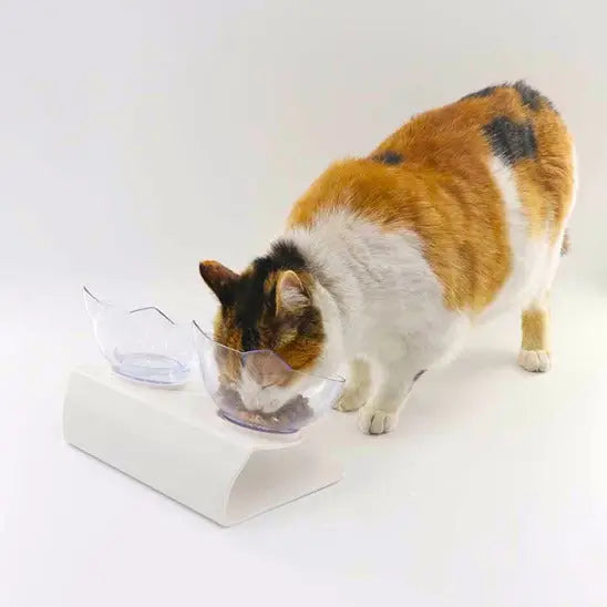 gamelle chat surélevée douleurs articulaires