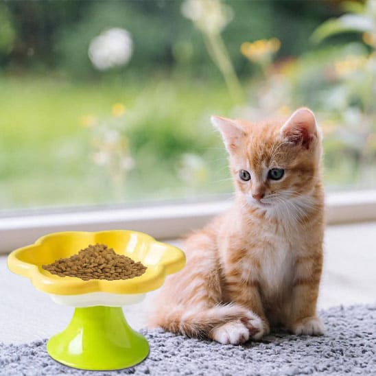 gamelle pour chat jaune céramique surélevée pour croquette