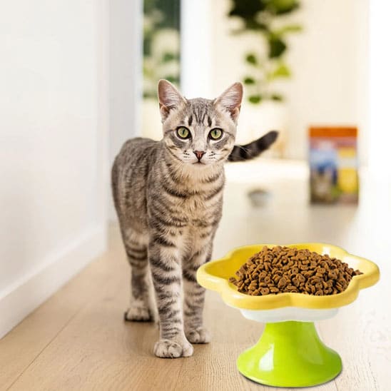 gamelle pour chat forme fleur jaune céramique surélevée