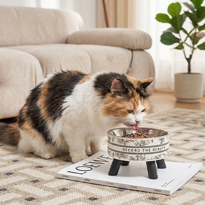 Chat mangeant dans une gamelle surélevée