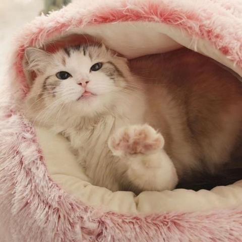 Lit pour chat en peluche douce coussin semi-fermée rose
