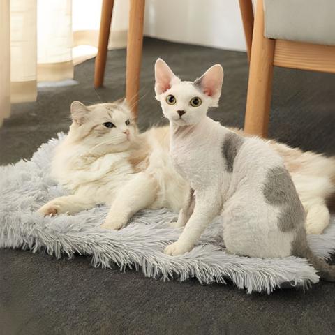Panier chat trésor caché transformable coussin tapis peluche