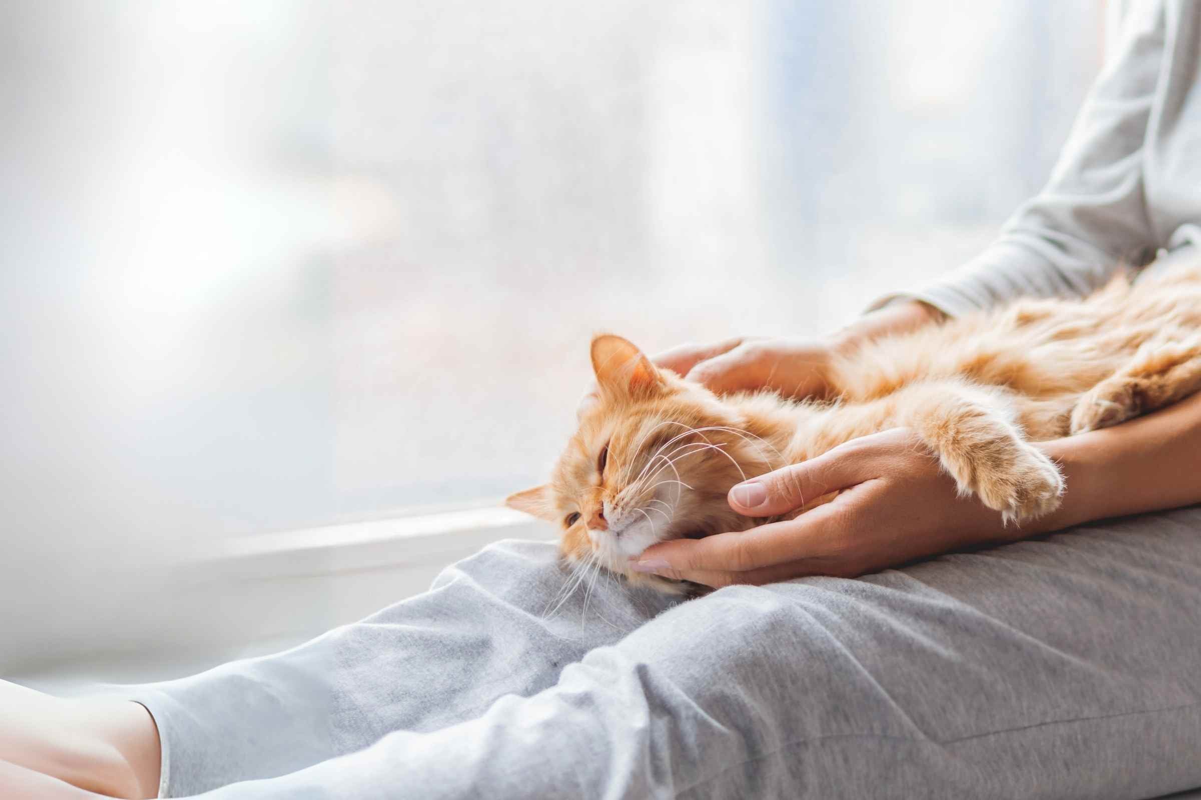 le spécialiste des accessoires repas pour chat