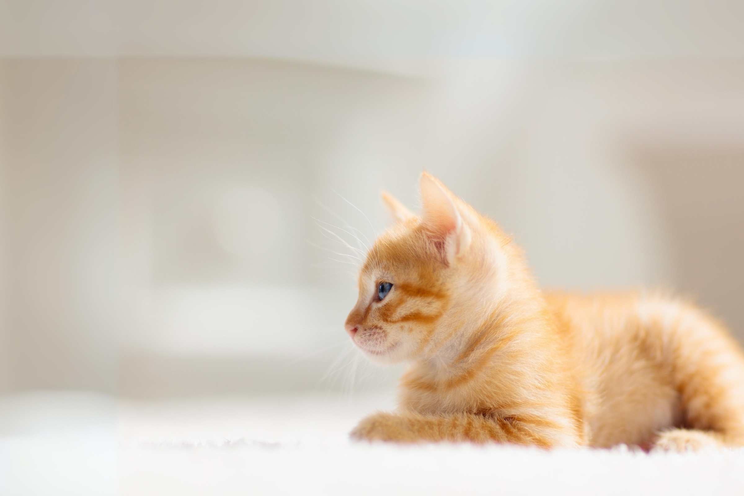 spécialiste accessoires repas pour chat