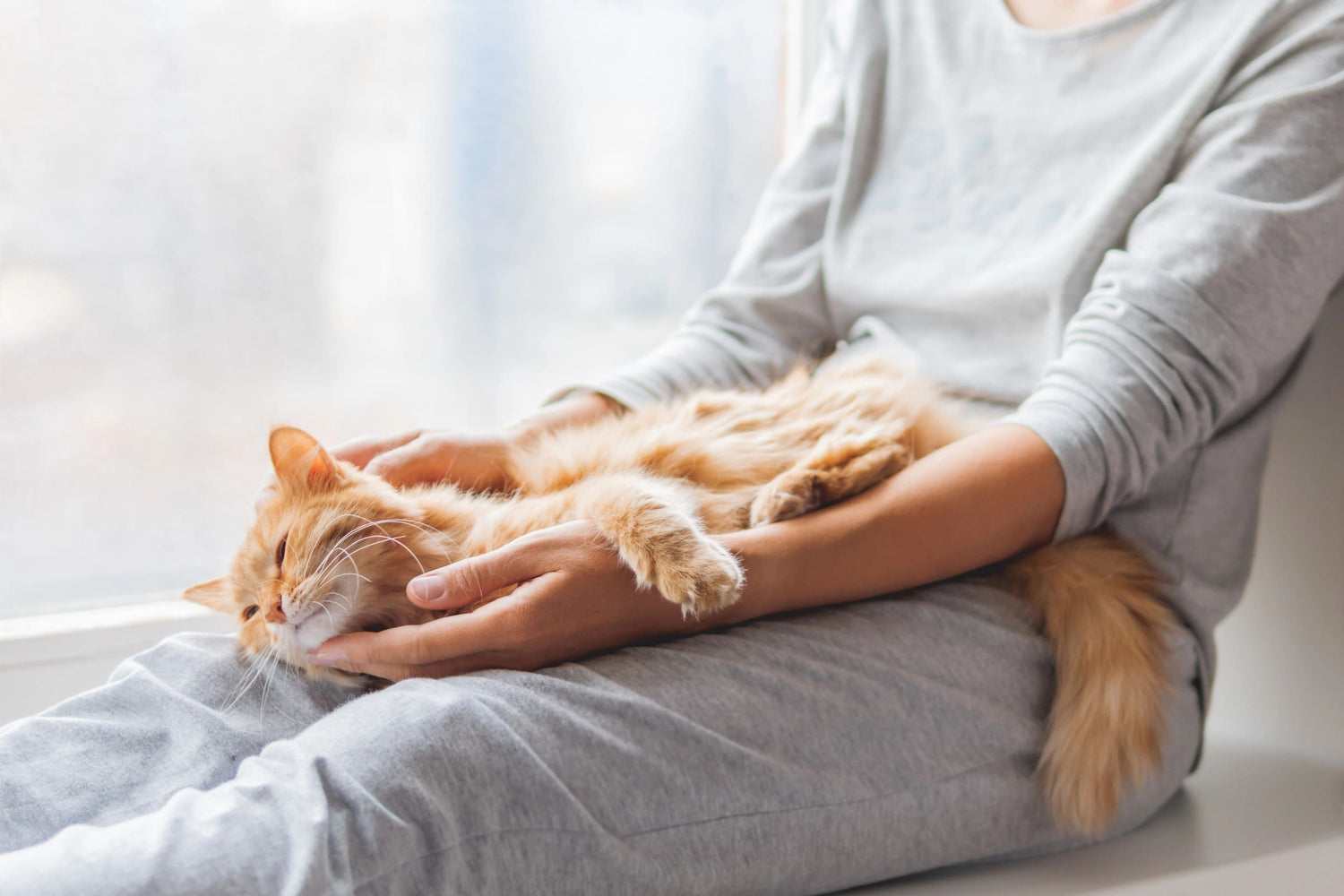 le-spécialiste-en-accessoires-repas-pour-chat